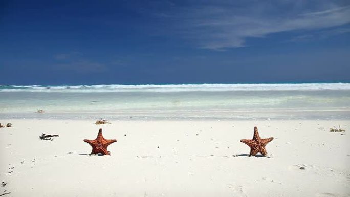 加勒比海沙滩上的两只海星