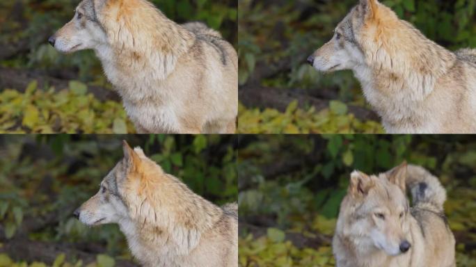 狼 (Canis lupus)，也称为灰狼，是犬科最大的现存成员。狼是狗家族中最大的野生成员。