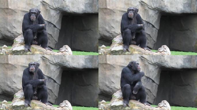 黑猩猩吃