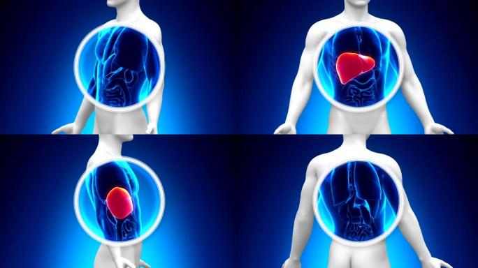 医用x射线扫描-肝脏