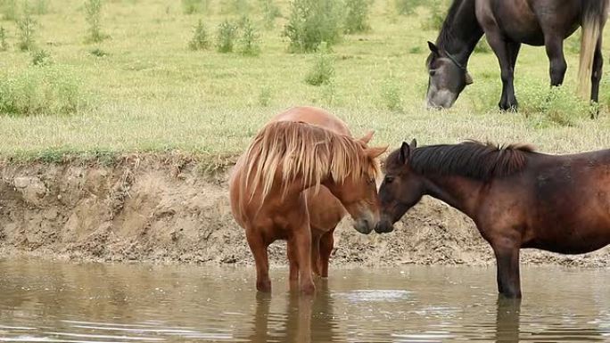 马喝水