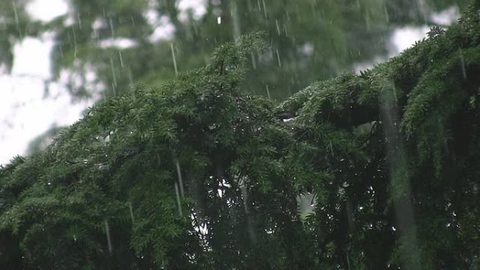 针叶树上的倾盆大雨。大雨声!