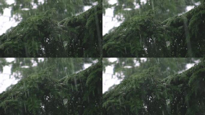 针叶树上的倾盆大雨。大雨声!