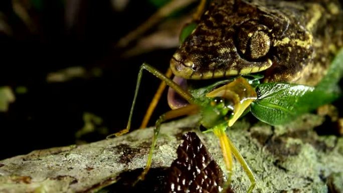 芜菁尾壁虎 (Thecadactylus soimoensis) 摄食