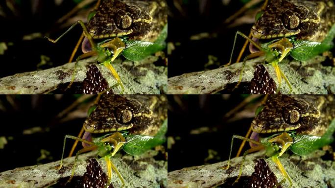 芜菁尾壁虎 (Thecadactylus soimoensis) 摄食