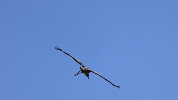 黑颈鹤在蓝天翱翔的慢动作视频