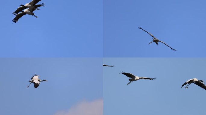 黑颈鹤在蓝天翱翔的慢动作视频