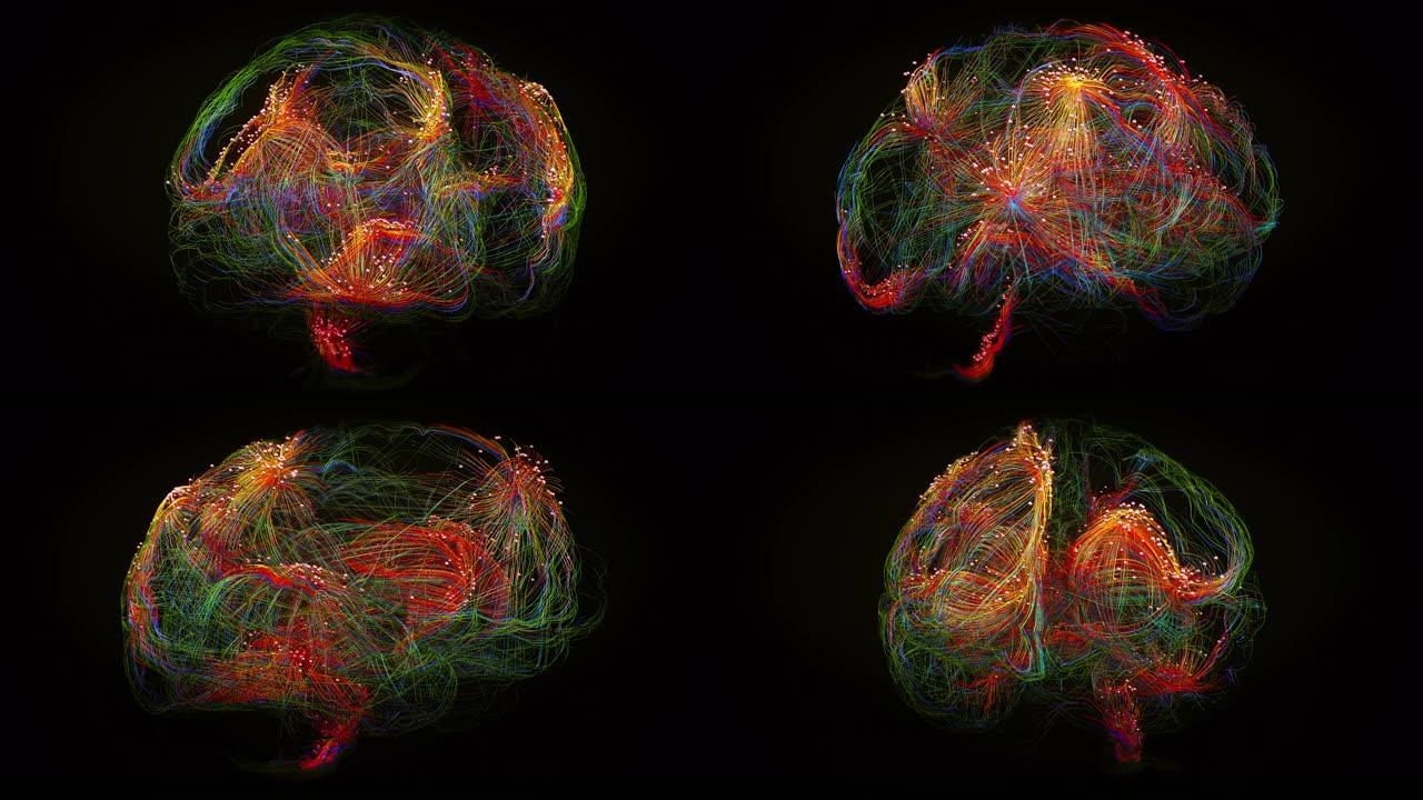 人脑大脑旋转三维动画