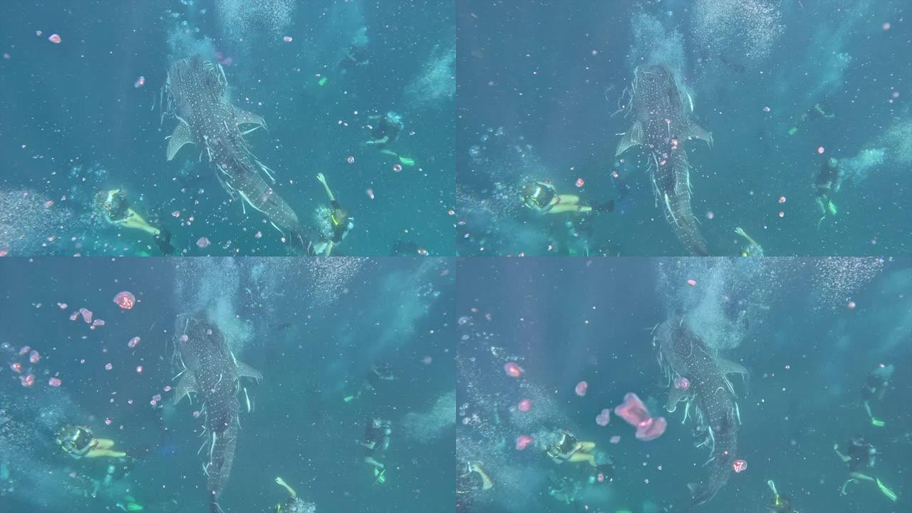 水肺潜水鲸鲨包围表面气泡后特写泰国异国热带水生鲨鱼海洋的俯视图