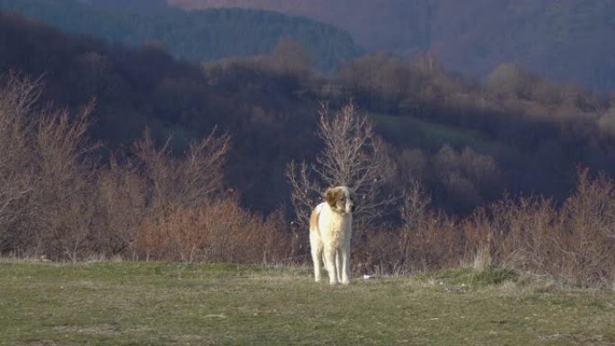 牧羊犬在草地护羊