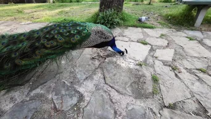 视频4k美丽雄伟的孔雀在公园里免费吃。自由动物生命的概念