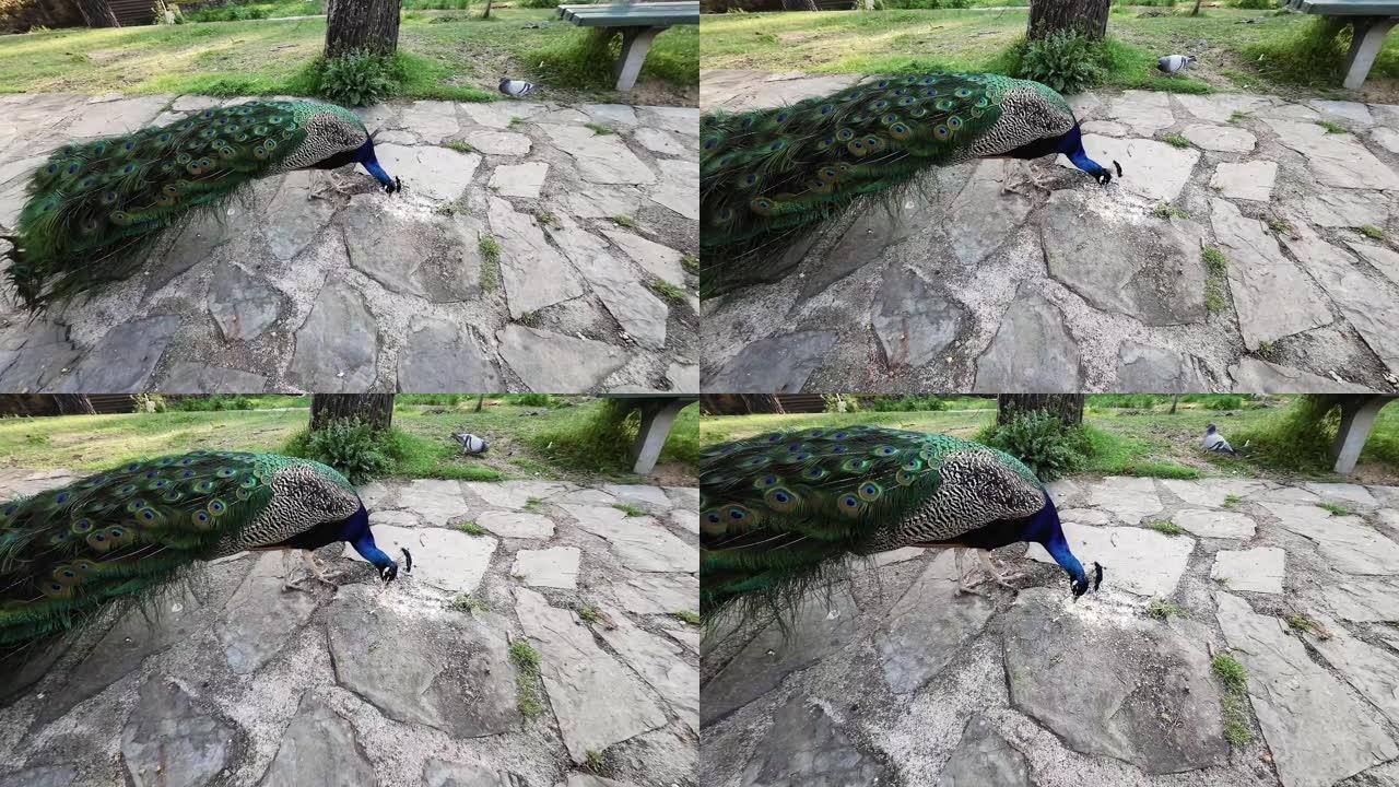 视频4k美丽雄伟的孔雀在公园里免费吃。自由动物生命的概念