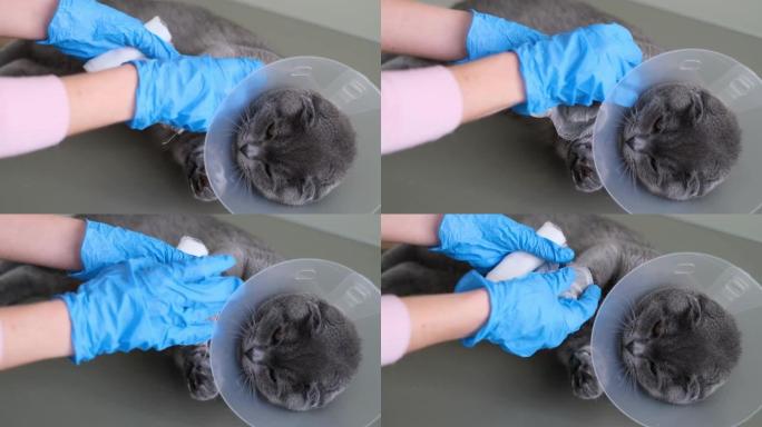 一只家养的灰色英国短毛猫在手术后的保护项圈。猫摔断了爪子。