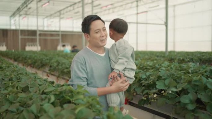 开朗的父亲和他的小男孩探索室内草莓农场。有机。健康的生活方式。可持续的生活方式。