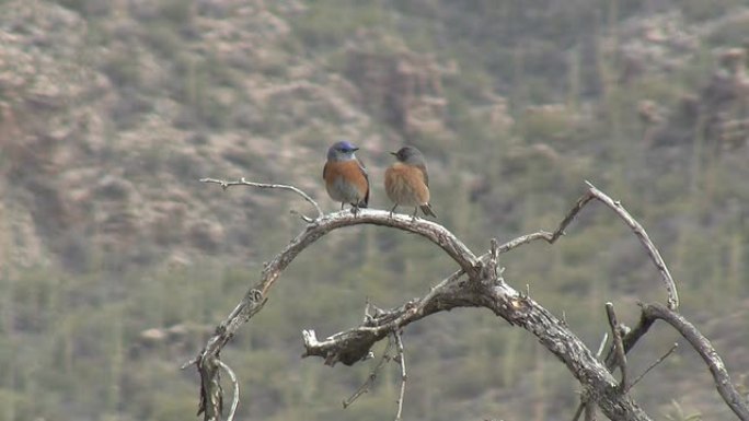 西部蓝鸟栖息在索诺兰沙漠的树枝上