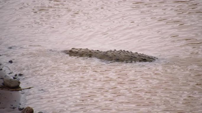 大鳄鱼躺在河岸附近的波纹浅水里。在哥斯达黎加的野生动物中观察动物