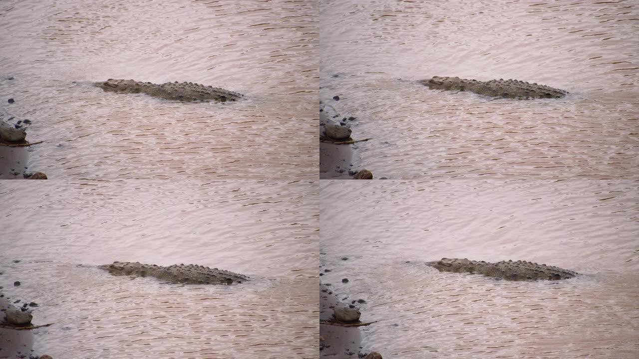 大鳄鱼躺在河岸附近的波纹浅水里。在哥斯达黎加的野生动物中观察动物