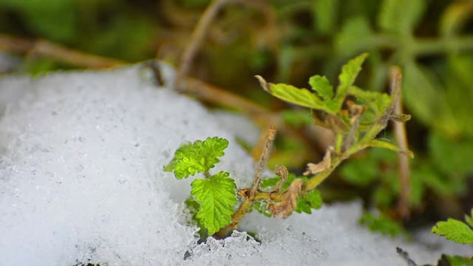 春季植物床中融化雪和雪滴，延时