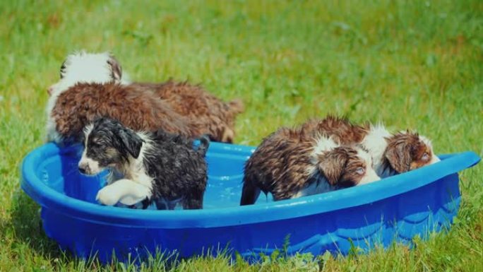 几只小狗从草坪上的一个小水池里散开
