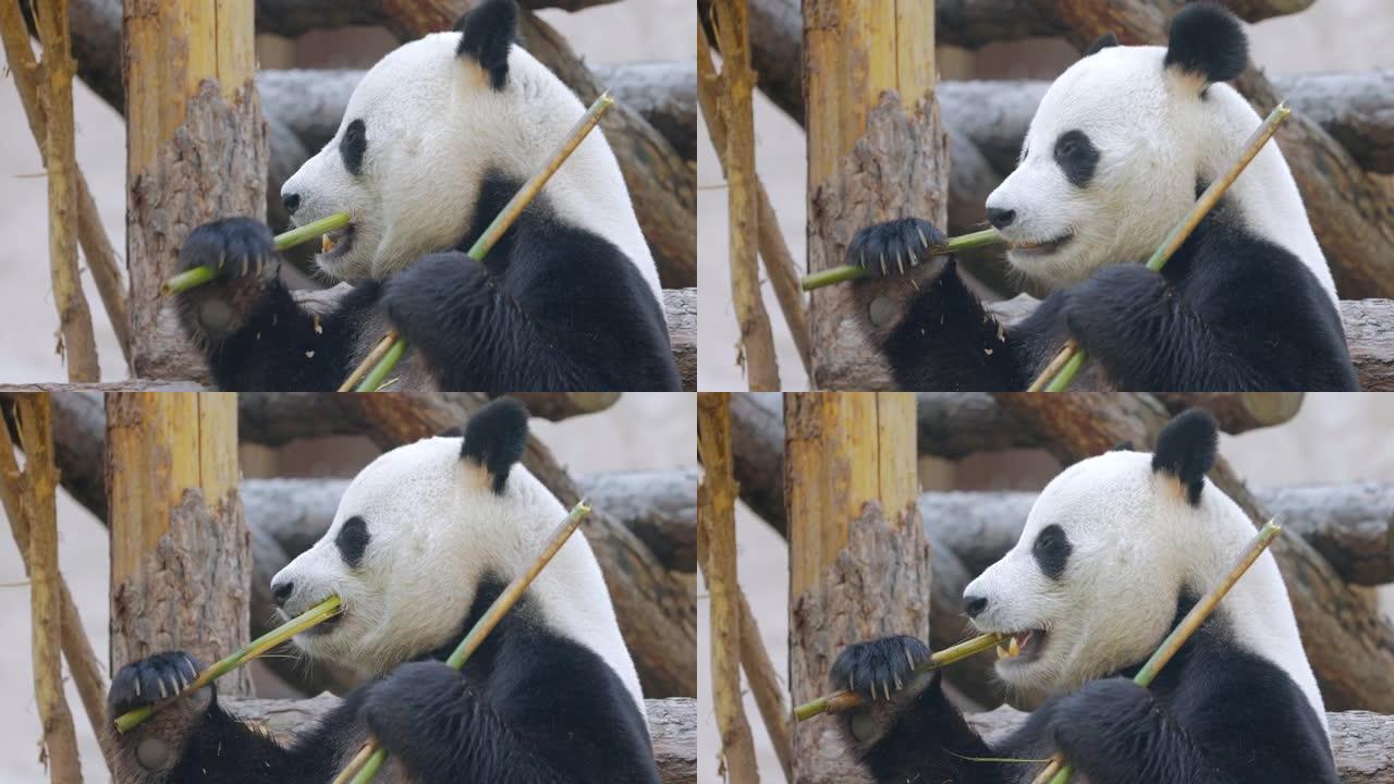 大熊猫 (Ailuropoda melanoleuca) 也被称为熊猫熊或简称为熊猫，是原产于中国中