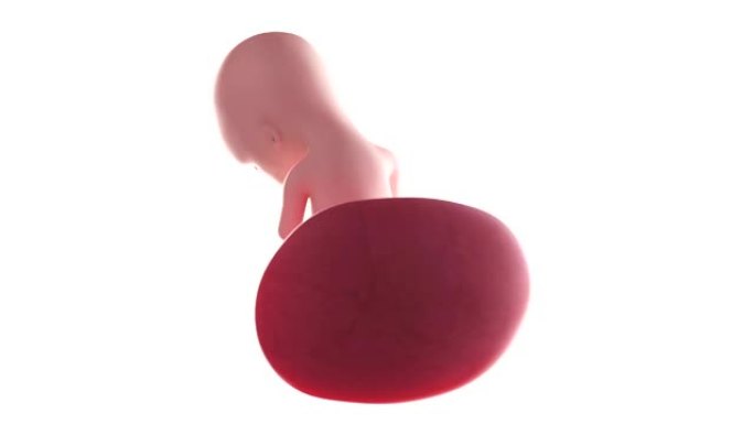 胎儿动画-第16周