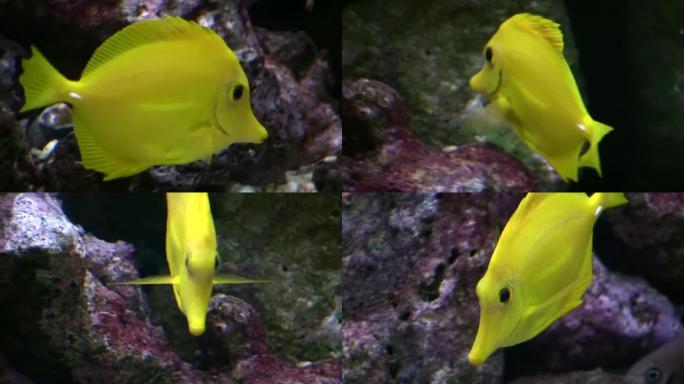 一个黄塘在水族馆游泳的特写镜头 (高清)