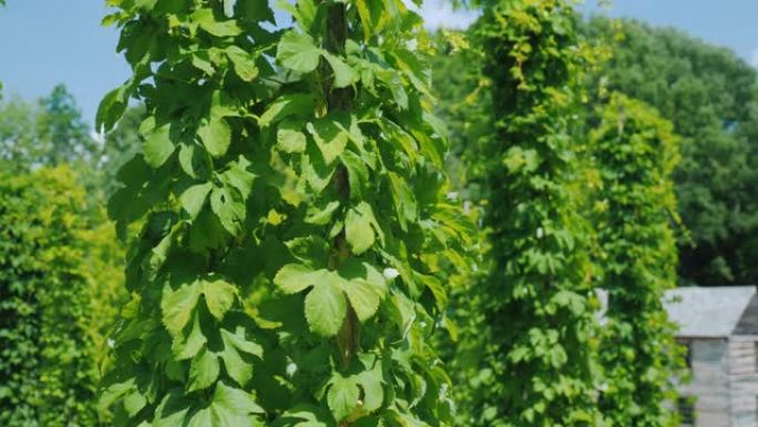 啤酒花农场-酿造原料。绿色啤酒花植物沿着柱子爬行