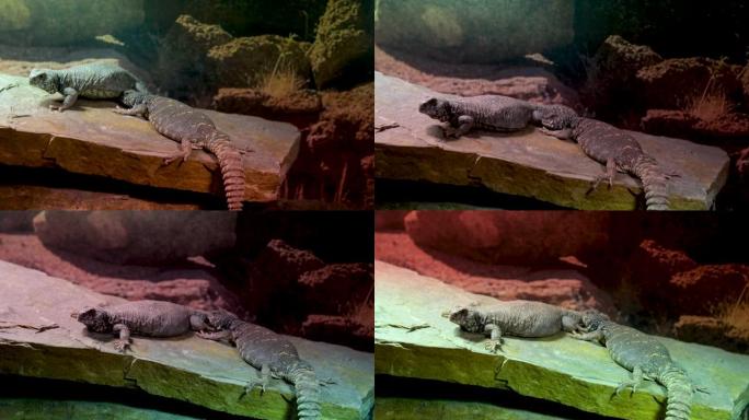 华丽的Uromastyx Uromastyx ornata，通常称为华丽的mastigure，是Ag