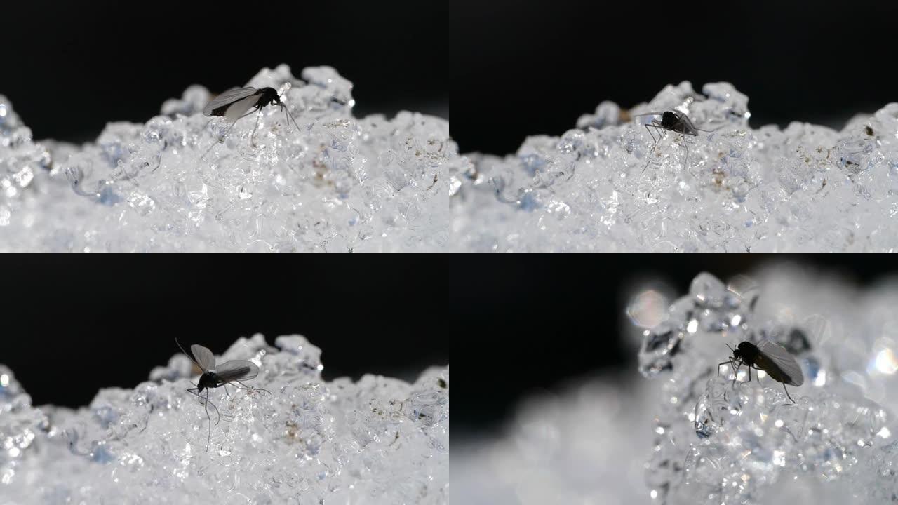 蚊子和雪雪水晶特写