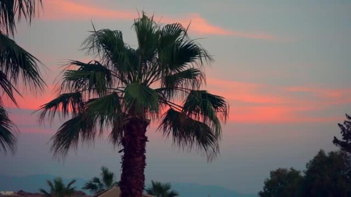 椰树在红色的夕阳天空中摇曳
