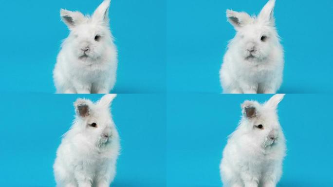 蓝屏上的白兔视频