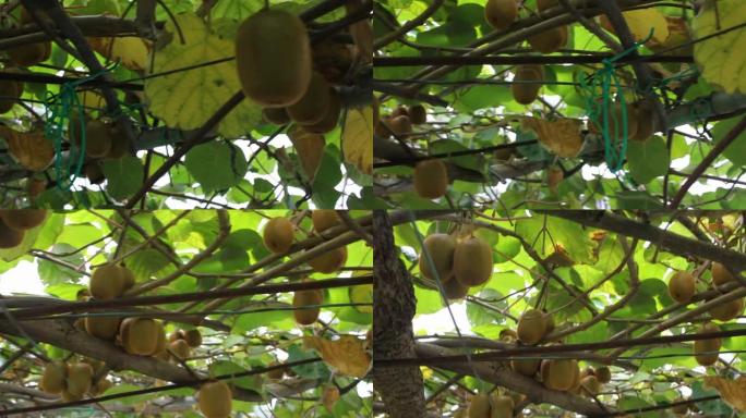 我果园猕猴桃树上的猕猴桃
