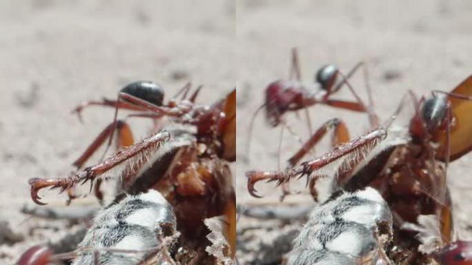 巨型蚂蚁吃飞蛾。在沙漠中。极限微距拍摄。垂直。社交媒体