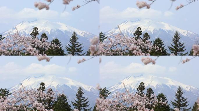 风日山景穿越日本樱花