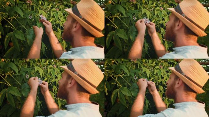 戴草帽的园丁用手触摸百香果花。从肩膀上看特写镜头。有机园艺和园艺的概念