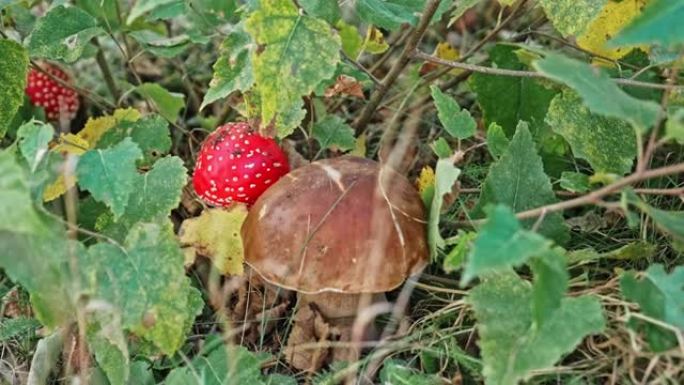 棕色可食用Cep Penny Bun牛肝菌蘑菇生长在带有红色帽子和白色疣的蝇伞伞旁边
