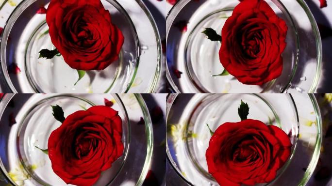 红玫瑰花在盛满水的碗里，桌面旋转查看