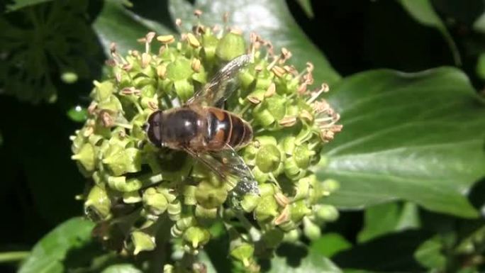 蜜蜂在常春藤花上寻找食物。