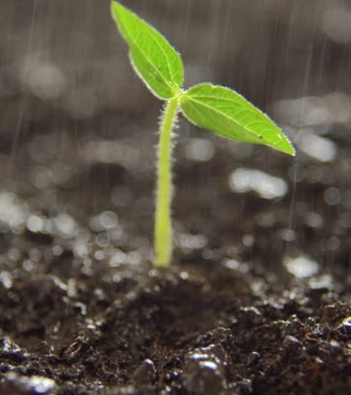 发芽在雨中生长在地面上