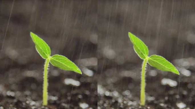 发芽在雨中生长在地面上