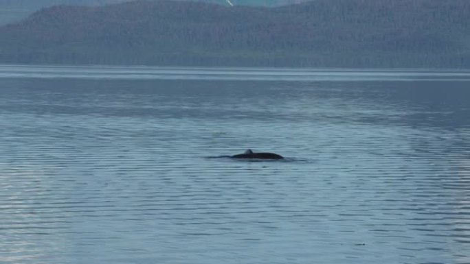 在阿拉斯加的通道水域内，座头鲸表面和显示尾巴的HD