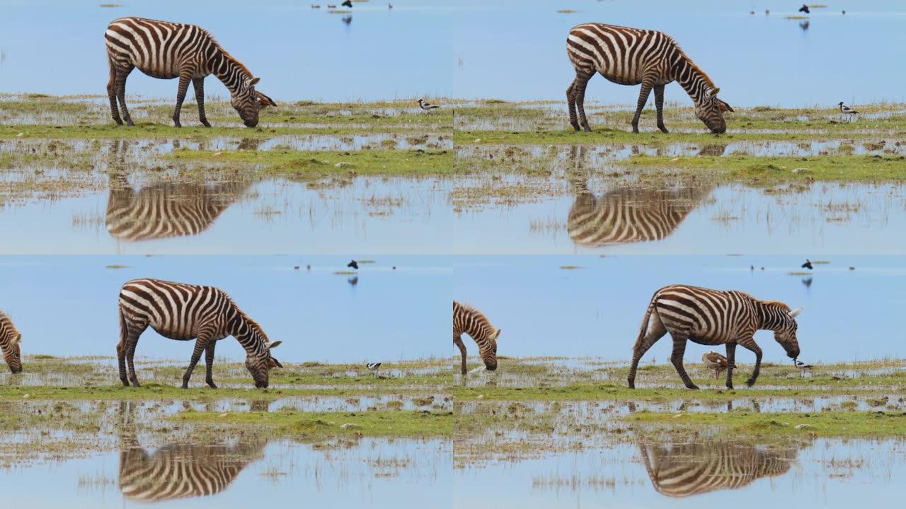 两只斑马在肯尼亚安博塞利国家公园非洲大草原的池塘前放牧