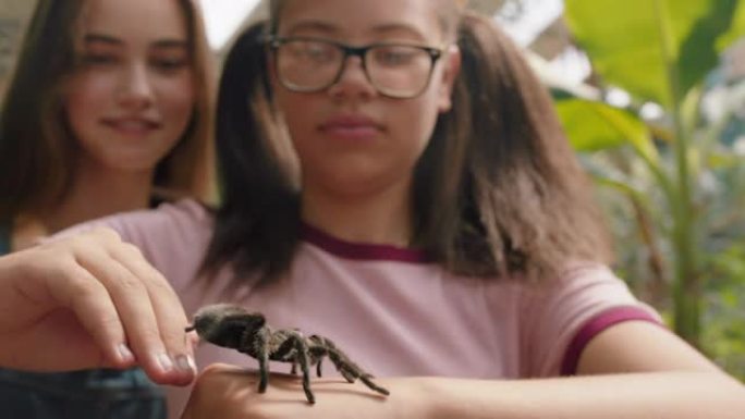 十几岁的女孩玩狼蛛蜘蛛朋友用智能手机在社交媒体上分享动物园游览拍照，在4k野生动物保护区学习蜘蛛，玩