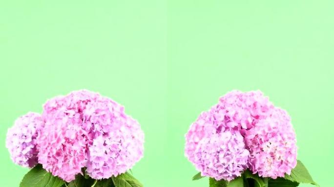 绿色背景上孤立的粉色绣球花花束。垂直视频。循环运动。旋转360。侧视图。