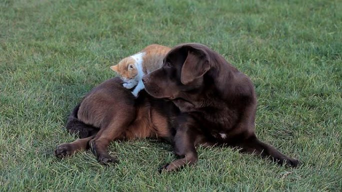 棕色拉布拉多犬的橙色小猫