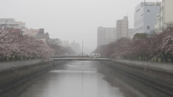 Oyoko河雨天樱花，日本东京2023