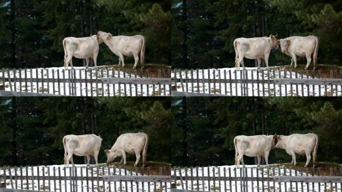 冬天村里的奶牛