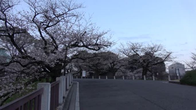 Chidorigafuchi樱花清晨，东京日本2023