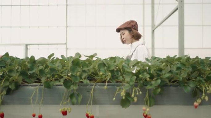 迷人的亚洲年轻女性用农业检查草莓。小企业。新业务。可持续的生活方式。