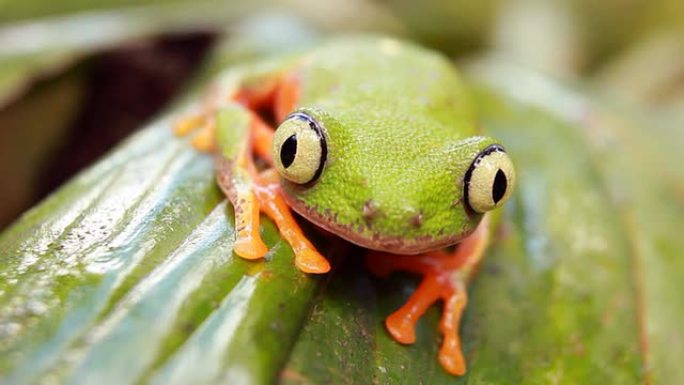 叶蛙 (Agalychnis hulli)